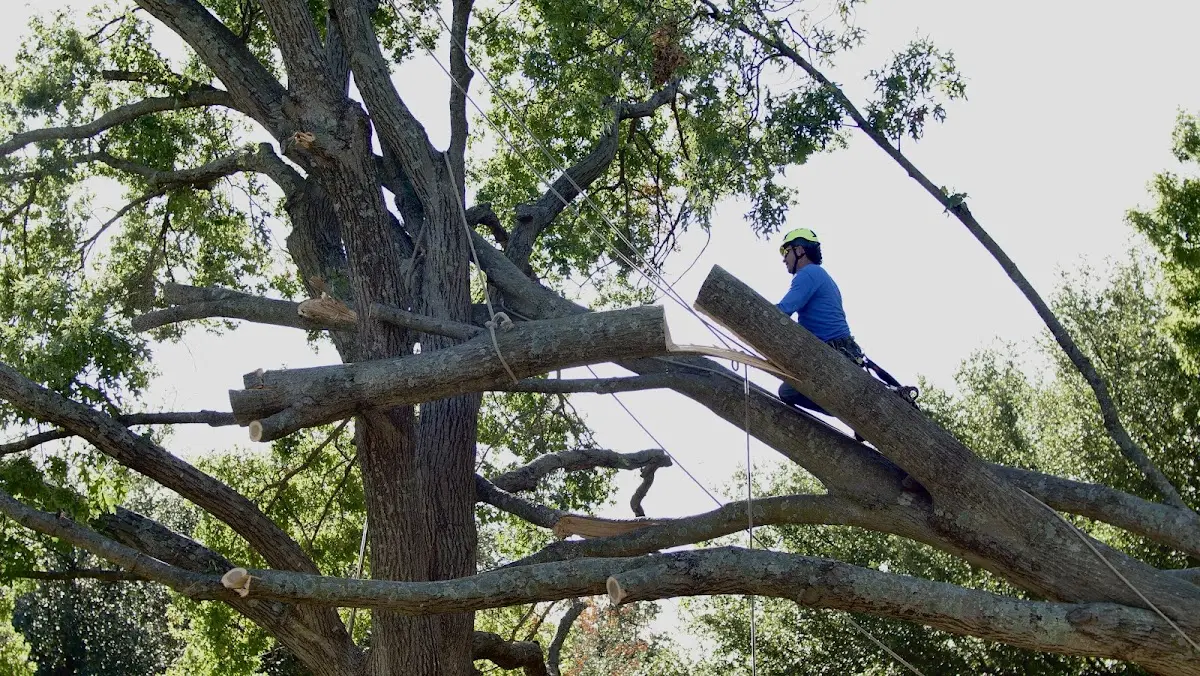 Professional Hazardous Tree Removal performed by certified arborists in Huron